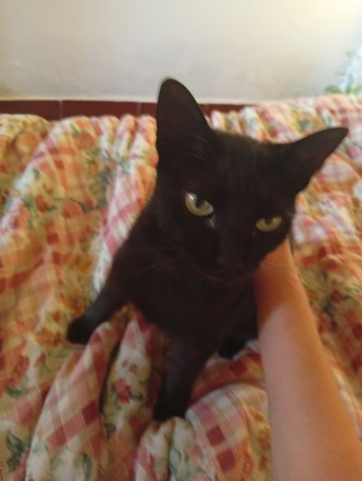 Gatinha para adoção