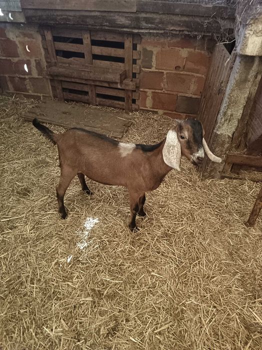 Cabrito anglo nubiano