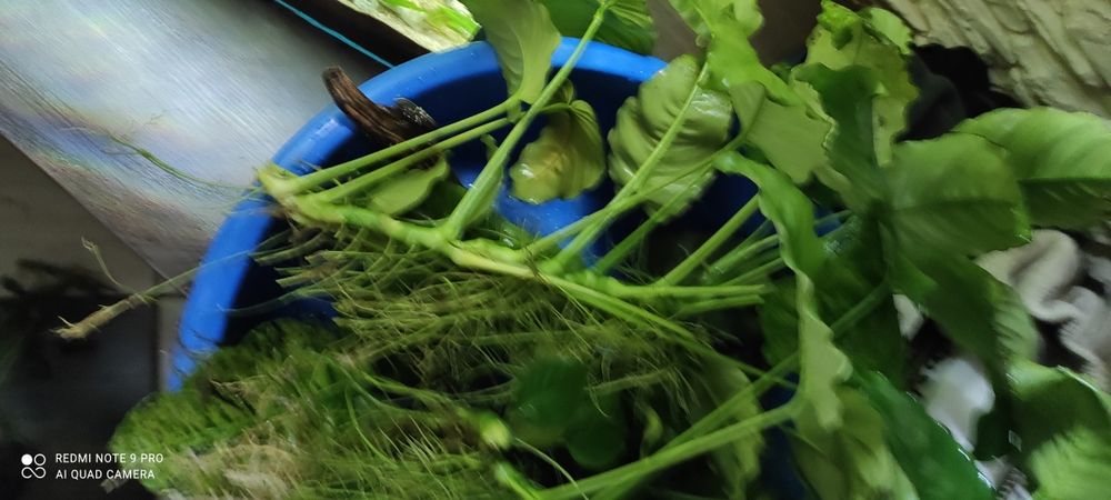 Zamienię anubiasy lub sprzedam