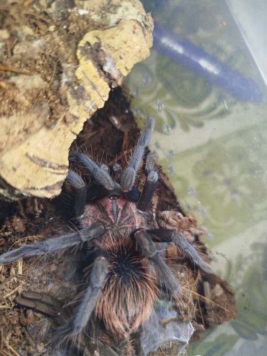 Parka Ptaszników Xenesthis Immanis 4DC