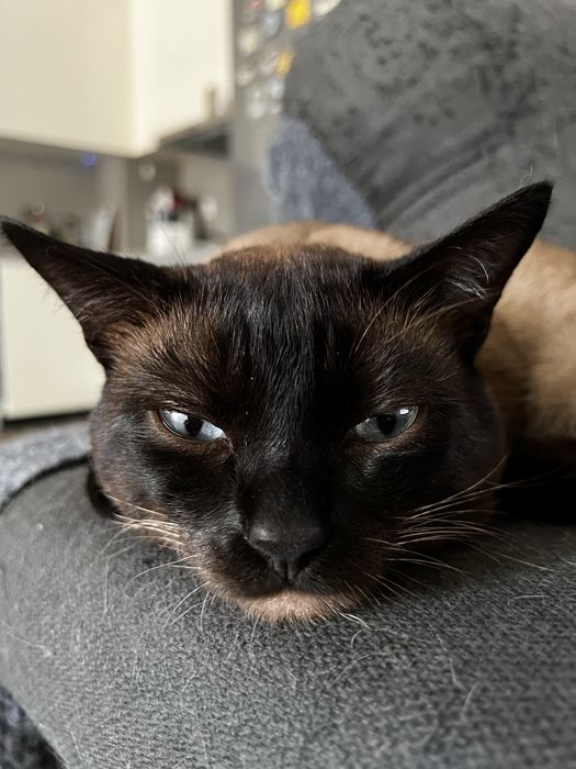 Two Cats for Adoption