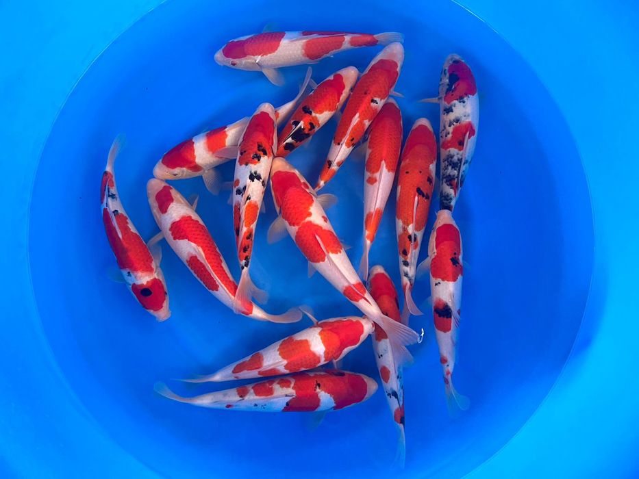 Koi z Japonii - nowa dostawa Wielkie Czyste