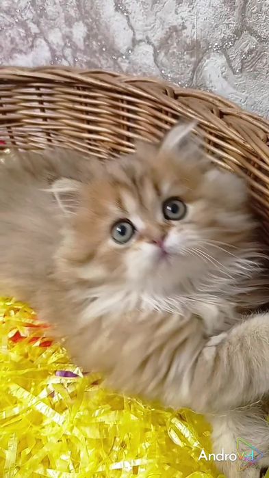 Дуже ніжний котик золота шиншила Хайленд