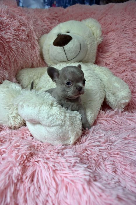 Liliowy chłopiec Chihuahua