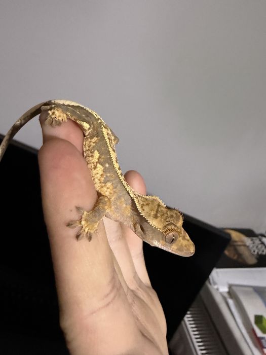 Gekon orzęsiony/ Correlophus ciliatus