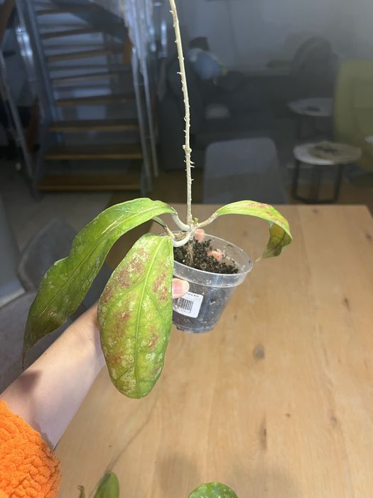 Hoja AFF. Phyllura ( AFF. Clemensiorum , SP. ABBAS ) Kolekcjonerska