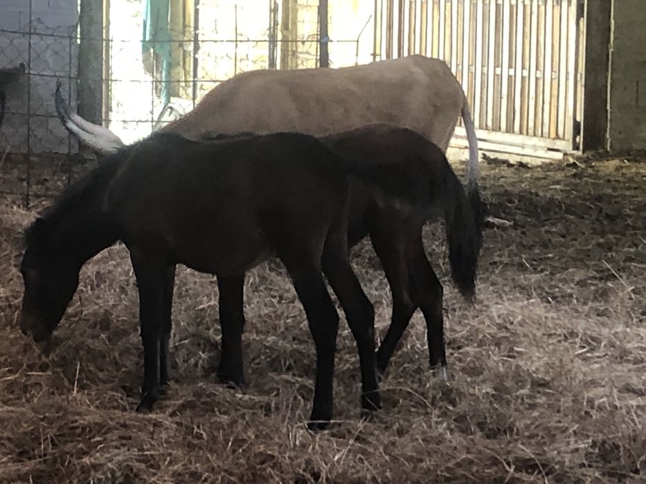 Garranas 8 meses disponiveis