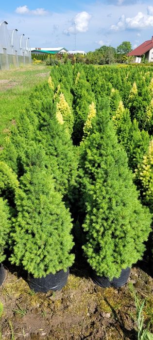 Świerk Biały Conica 30-140 cm poznan wolsztyn konika swierki