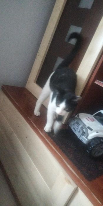 Oddam kotka w dobre ręce