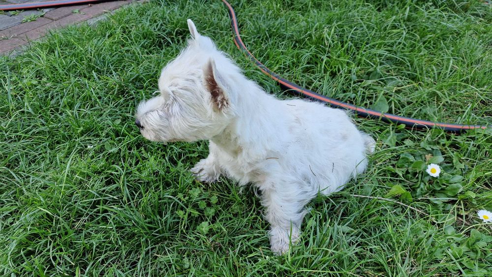 piesek West Highland White Terrier FCI z metryką ZKwP -po MultiChampionie
