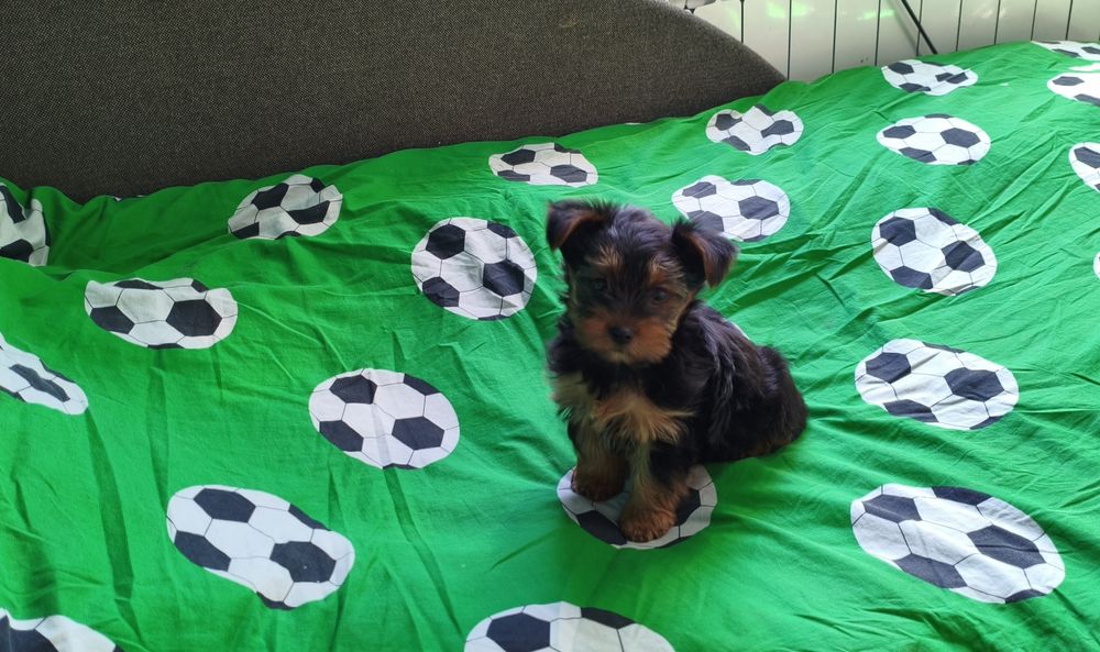 Yorkshire terrier