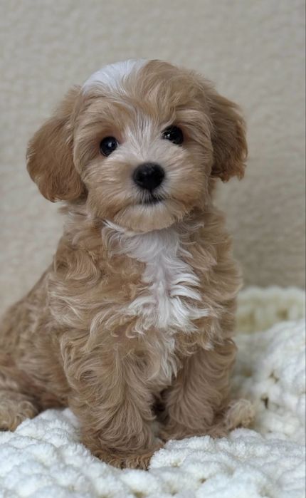 Мальтіпу 2,5роки. тільки в люблячі руки