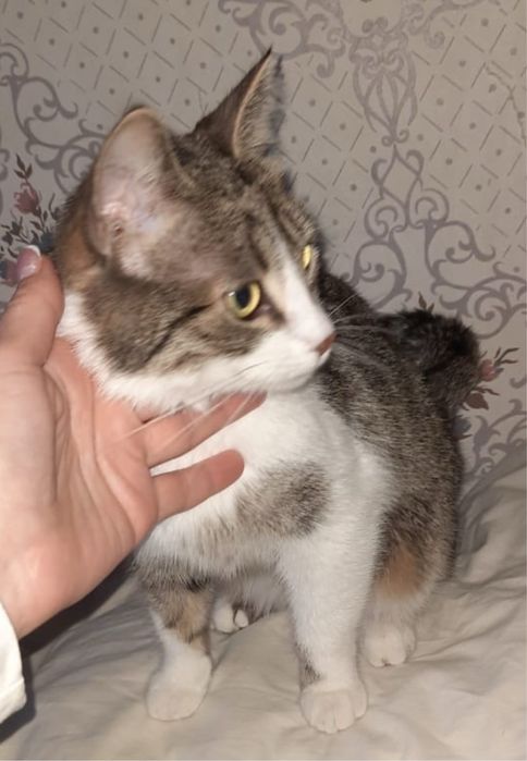 Котенята в добрі руки