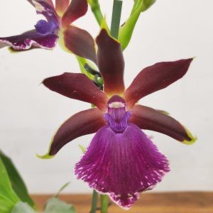Orquidea  Zygopetalum  mix