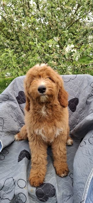 Goldendoodle f1 standard