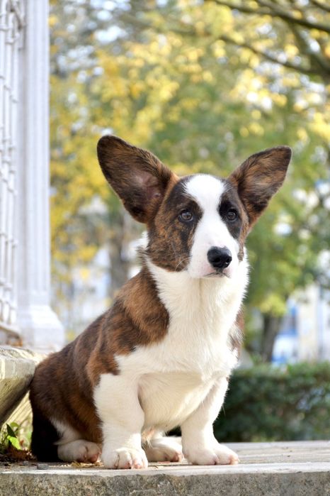 Welsh Corgi cardigan de excelência