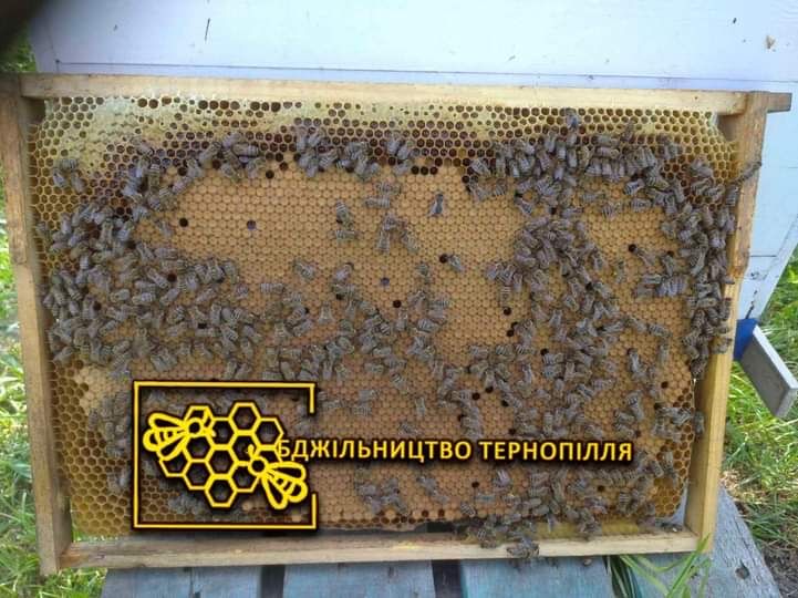 Бджоломатки