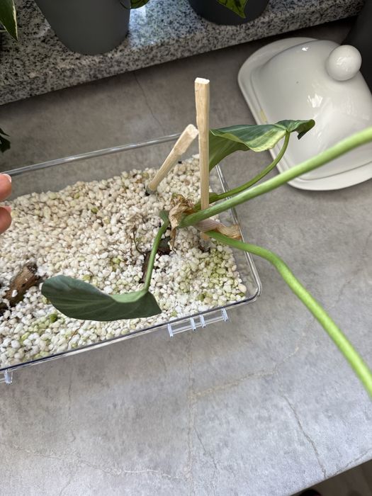 Philodendron gloriosum