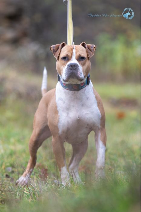 Amstaff dla miłośników rasy. Mądra, ułożona i wysportowana suczka.