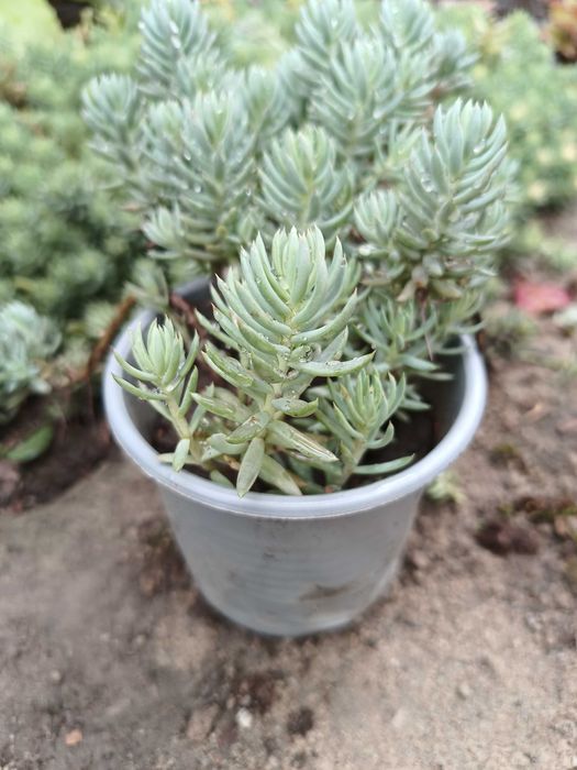 Очиток (седум) скельний Блю Спрус