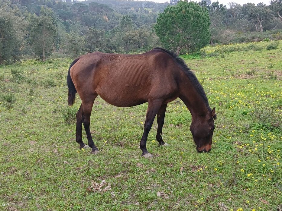 Éguas e poldras lusitanas