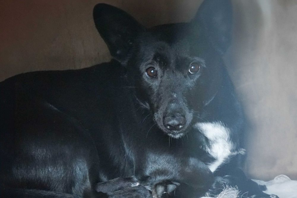 Tunis - niewielki pies