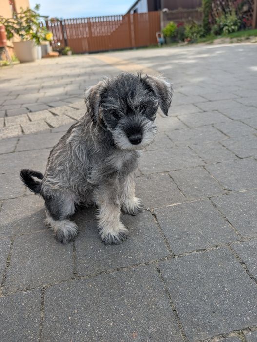 Sznaucer miniaturowy pieprz i sól