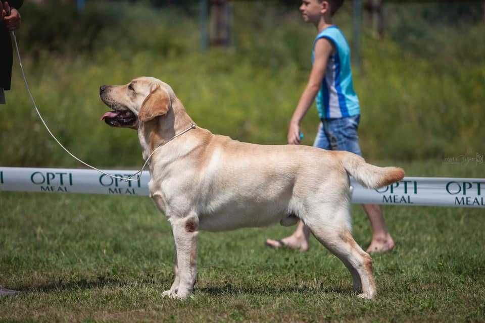 Лабрадор для вязки