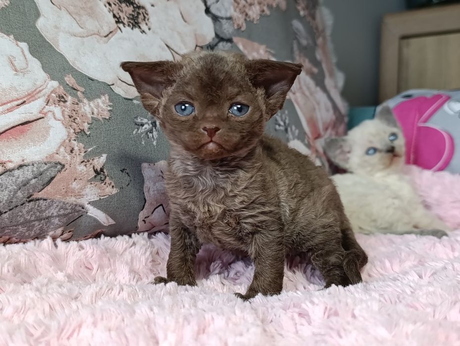 Kotka Devon rex rodowód FPL