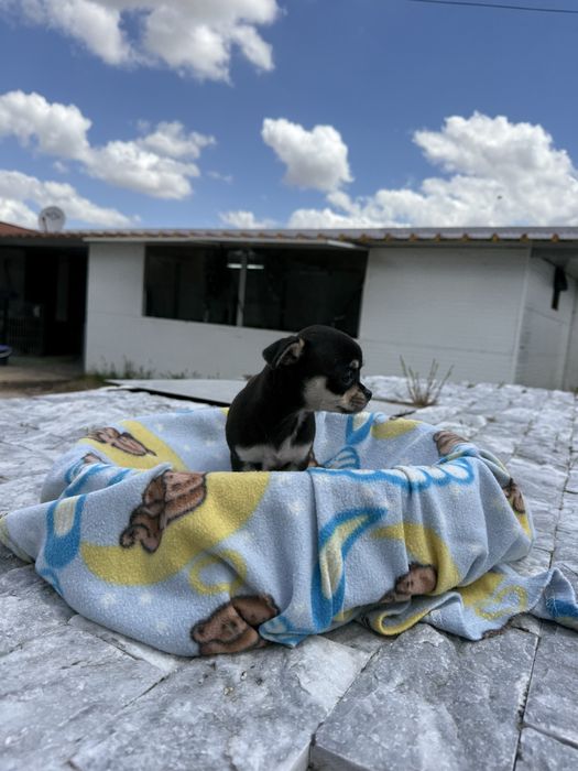 Chihuahua Excelente linhagem