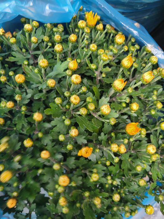 Продам Хризантеми