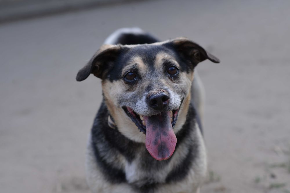 Reksio - senior z Młodzieńczą Duszą!