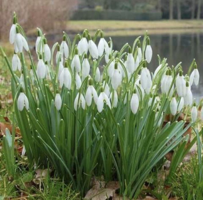 Перші весняні квіти проліски птахомлечник фіалки мускарі конвалія