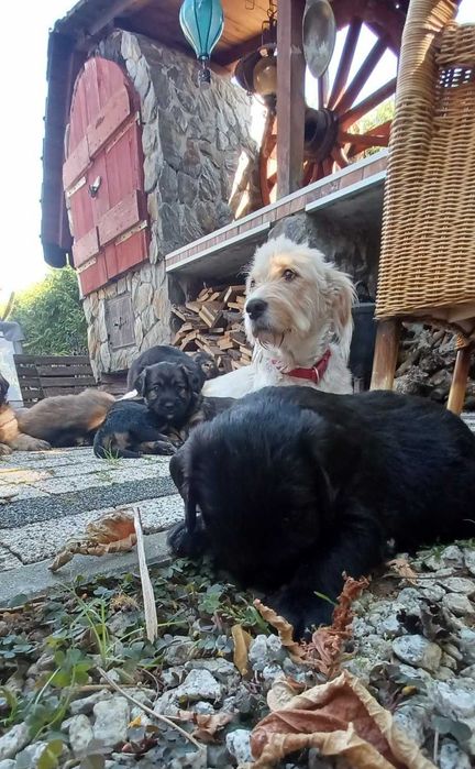 polecamy się do adopcji