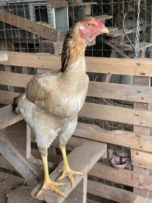 Indio Gigante (ovos/pintos e frangos)