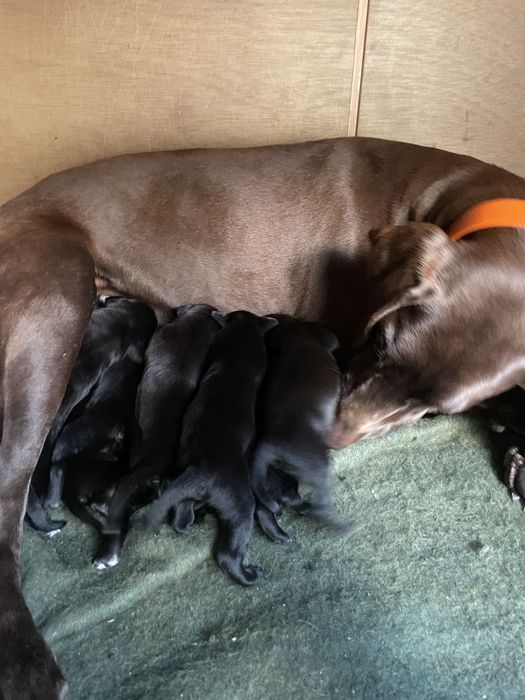 Cães para oferecer