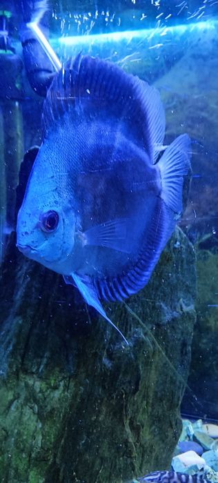 Discus Pigeon Blood e Blues diamond