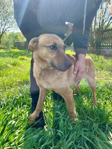 Rudy - przytulaśny piesek szuka domu