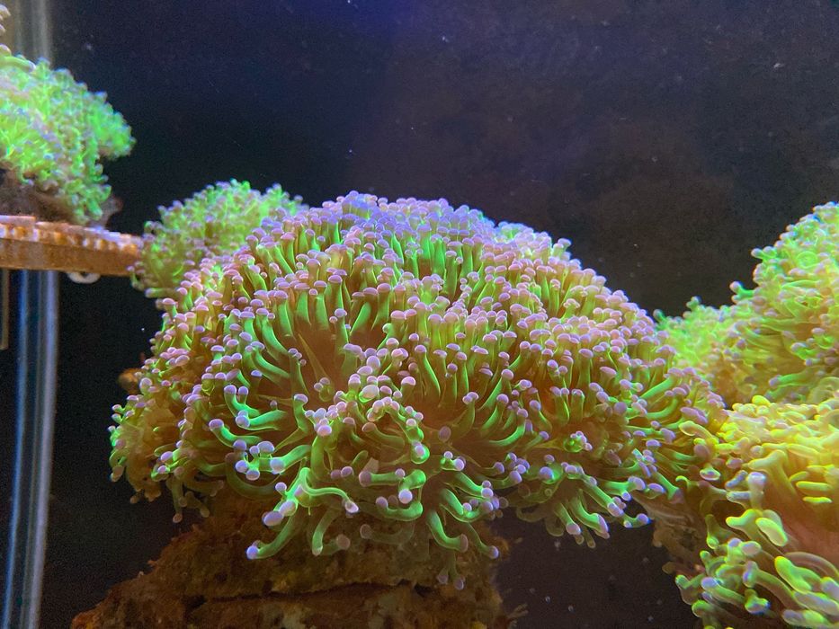 Coral Euphilia paradivisa, zoanthus, Palytoa, ricordea...etc