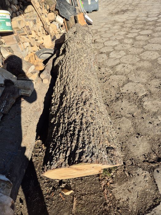 Pień/Kłoda gruszy oraz czereśni