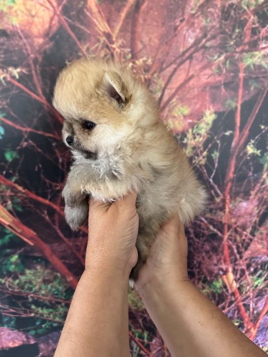 Lulu da Pomerânia Anão