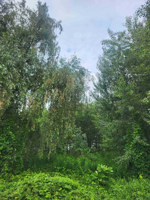 ТЕРМІНОВО!! Продаж земельної ділянки під забудову Бортничі Кобринської