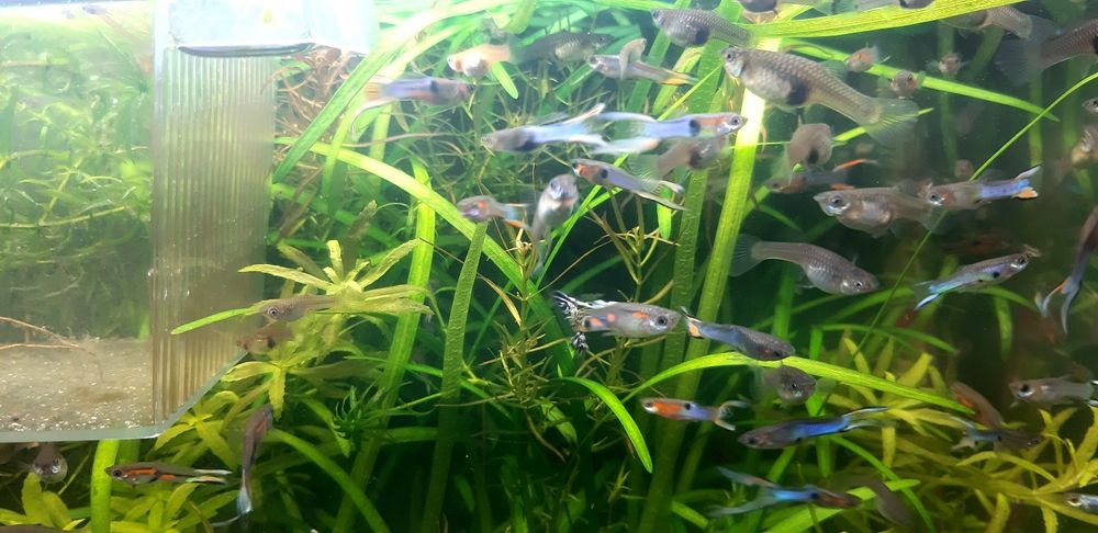 Guppys blue  cauda lira