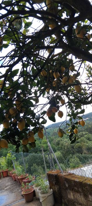 Vendo limoes bons 1.50 kilo