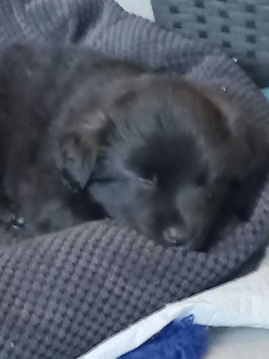 Pieski szukaja nowego domu.