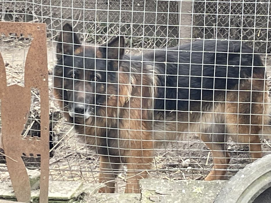 Терміново віддам німецьку вівчарку.
