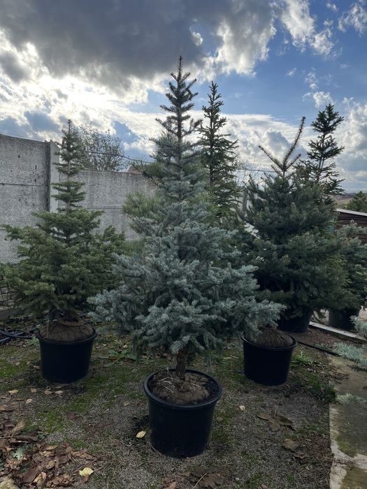 Сосни та ялинки в горщиках