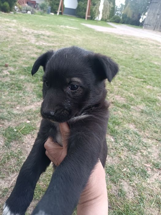 Suczki szczeniaki do adopcji