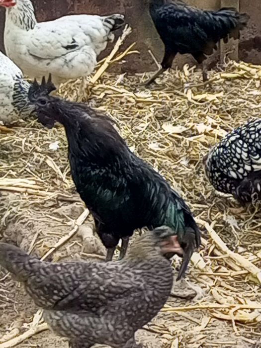 Півні та кури.  ..