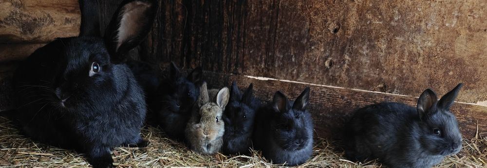 Króliki rasowe i mieszane